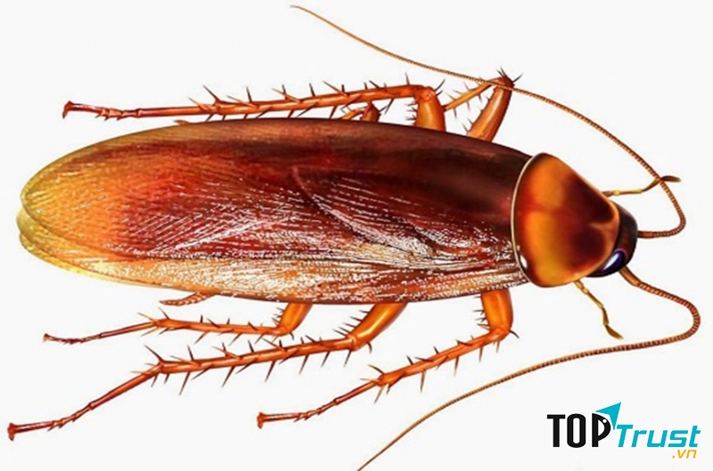 Cách diệt gián trong nhà đơn giản và hiệu quả nhất