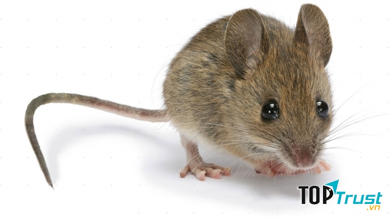 Cách đuổi chuột hiệu quả nhất