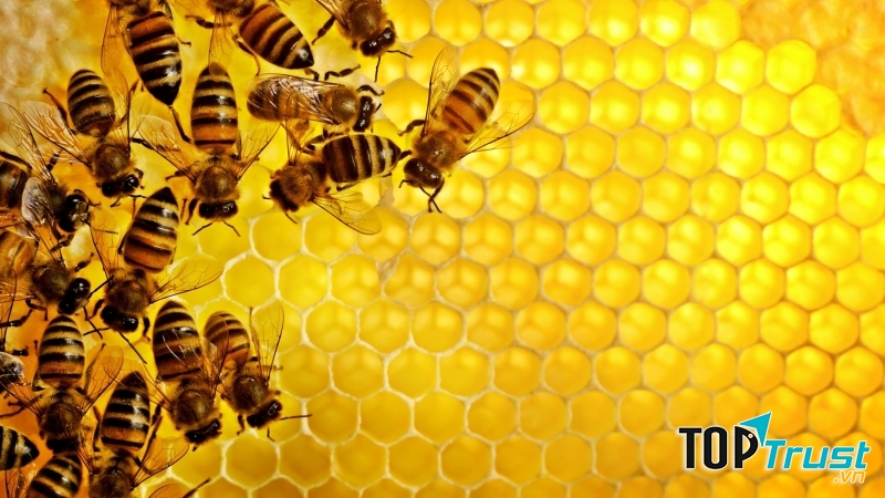 Cách nhận biết mật ong thật và ngon