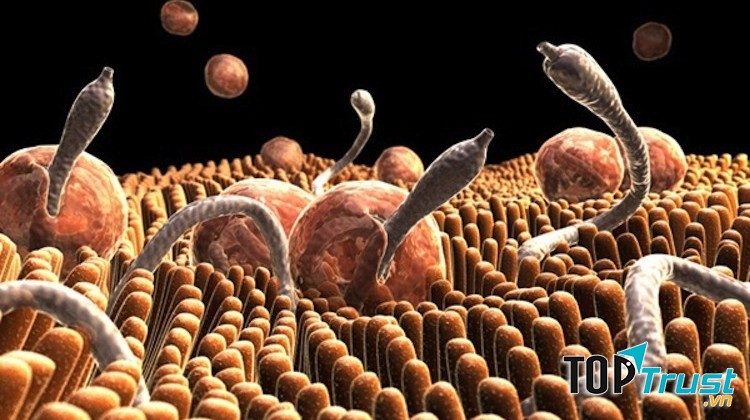 Cách tẩy giun tại nhà bằng phương pháp dân gian