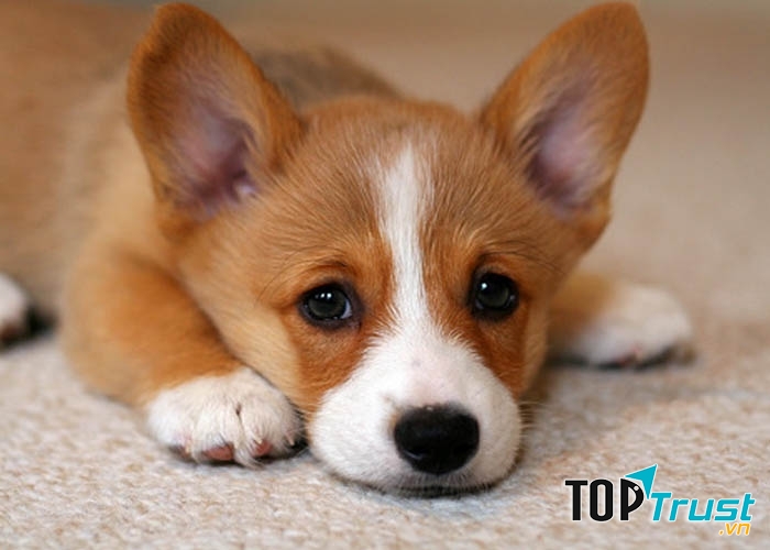 Cách trị ve (bọ chét) hiệu quả cho cún yêu nhà bạn