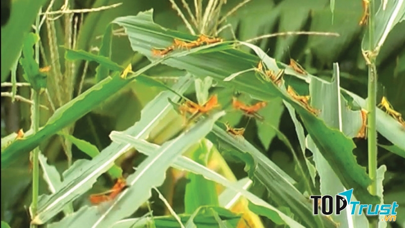 Cách tự pha chế thuốc sinh học diệt sâu bệnh cho cây trồng