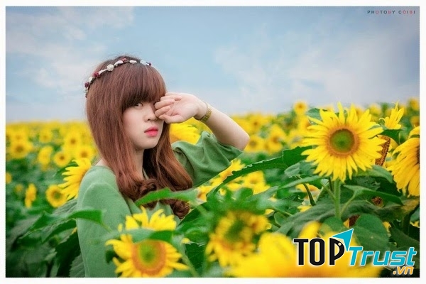 Cánh đồng hoa đẹp nhất ở Việt Nam có thể bạn muốn biết