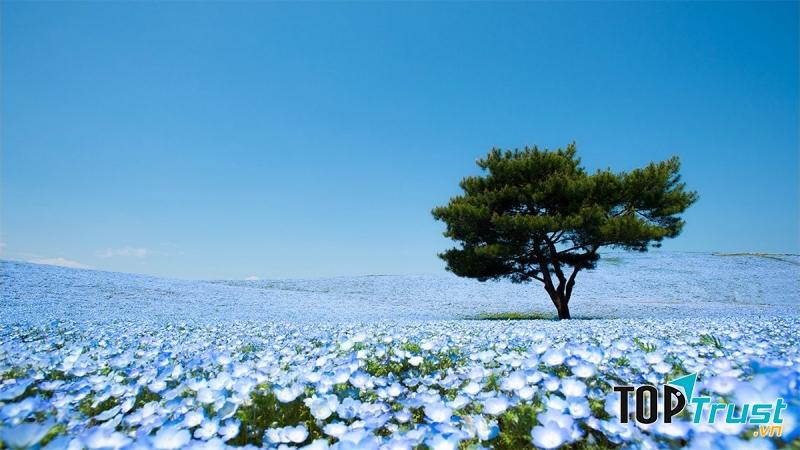 Cánh đồng hoa đẹp nhất thế giới