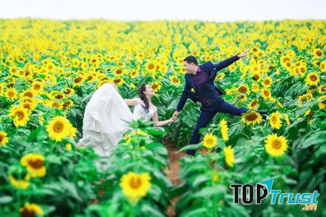 Cánh đồng hoa đẹp nhất Việt Nam thu hút dân phượt về chụp hình dịp cuối năm