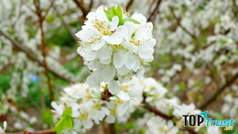 Cánh đồng hoa đẹp ở Việt Nam