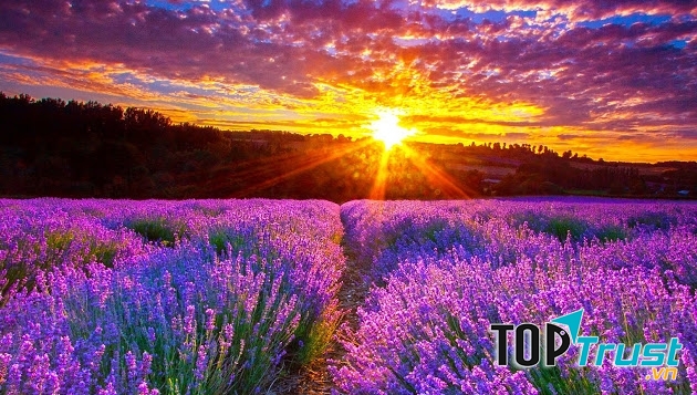 Cánh đồng hoa oải hương đẹp nhất thế giới