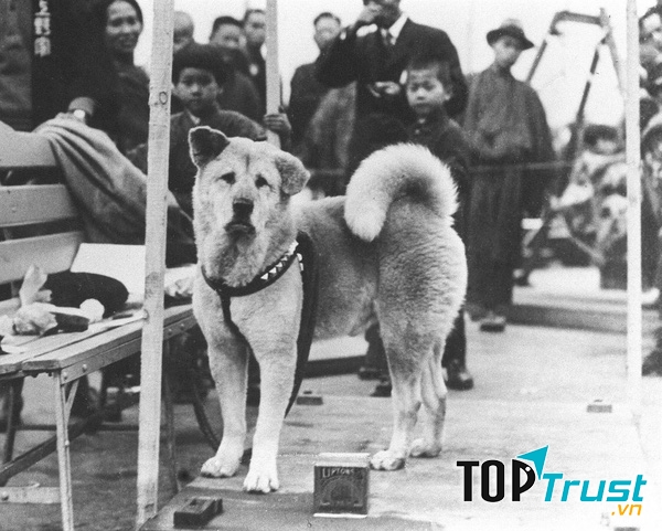 Câu chuyện về loài vật khiến bạn xúc động