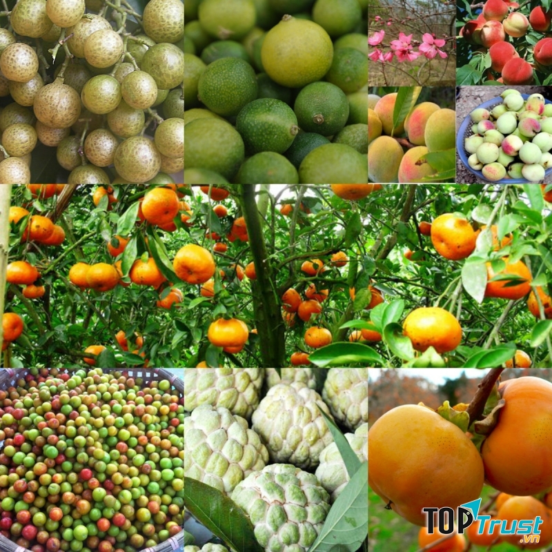 Cây ăn quả nổi tiếng nhất của Lạng Sơn