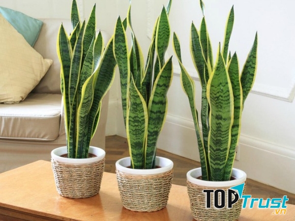 Cây cảnh có khả năng điều hòa không khí trong nhà tốt nhất