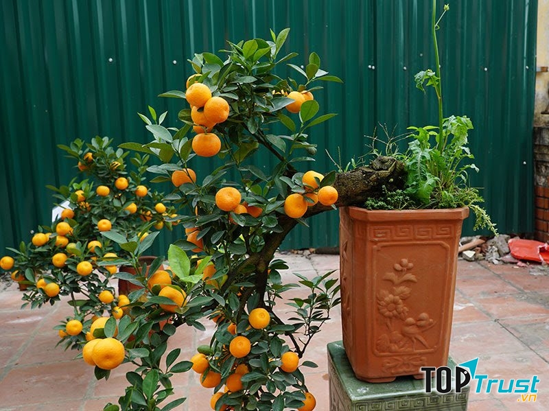 Cây cảnh có tác dụng chữa bệnh có thể bạn chưa biết