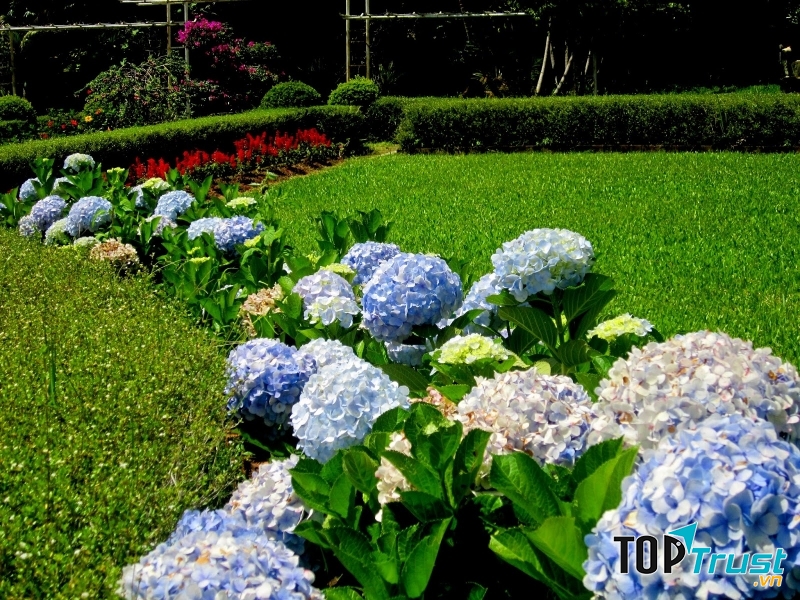 Cây cảnh độc hại được trồng phổ biến nhất hiện nay