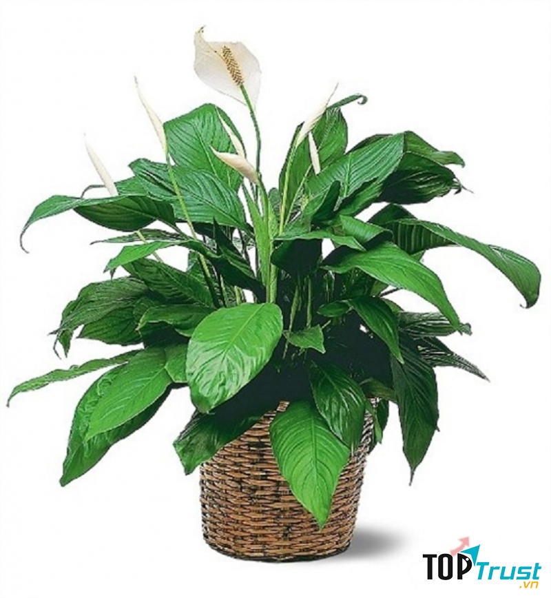 Cây cảnh hợp phong thủy và tốt cho sức khỏe con người