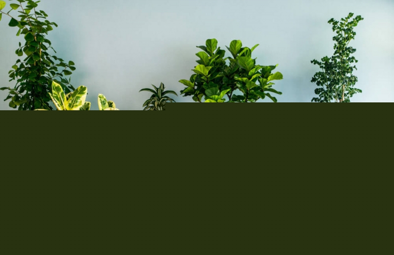 Cây cảnh tuyệt đối không nên trồng trong phòng