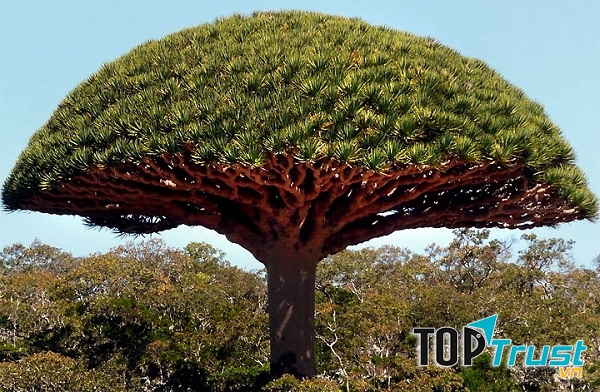 Cây cổ thụ khổng lồ nhất thế giới