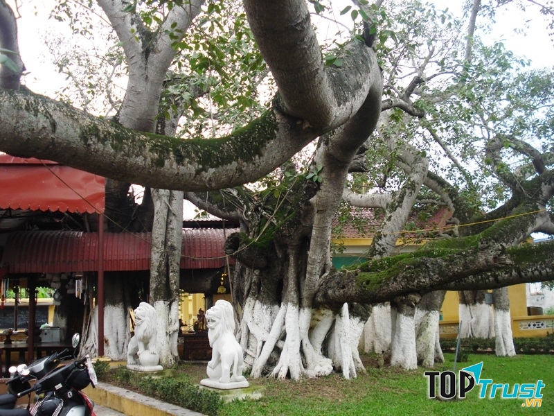 Cây cổ thụ nhất Việt Nam