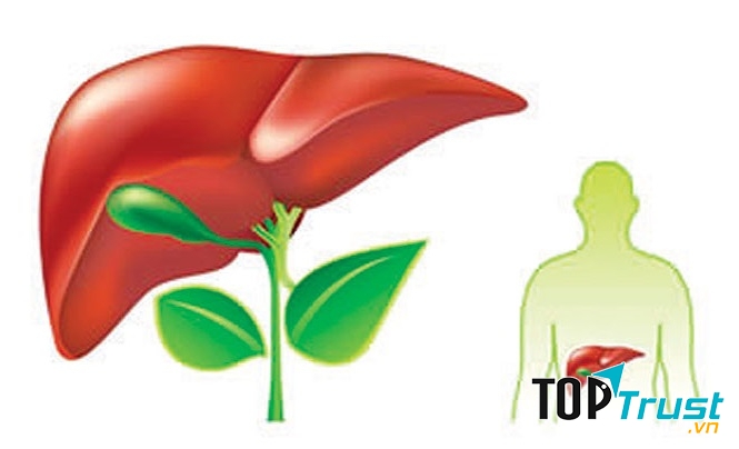 Cây thuốc giải độc gan tốt nhất có sẵn quanh nhà bạn nên biết