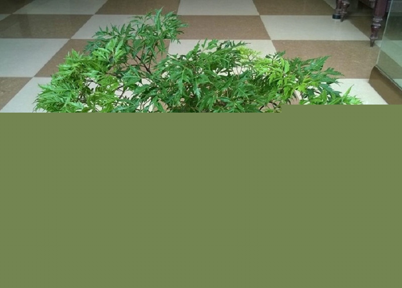 Cây thuốc nam gần gũi trị bệnh hiệu quả trong dân gian