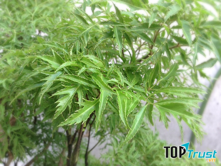 Cây thuốc nam hỗ trợ điều trị rối loạn tiền đình hiệu quả