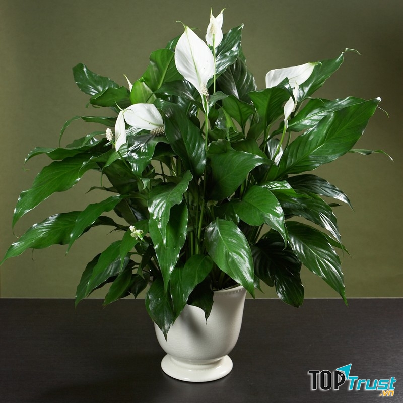 Cây trồng trong nhà được ưa chuộng nhất