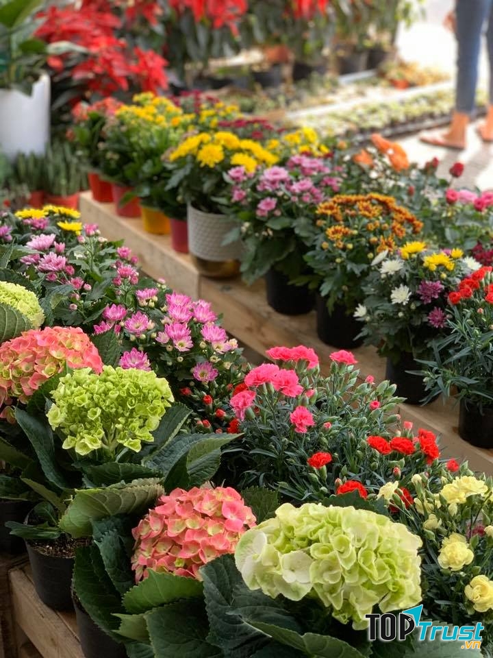 Chậu hoa tuyệt đẹp tại chợ hoa Hải Phòng nhất định trong nhà bạn phải có khi chơi Tết