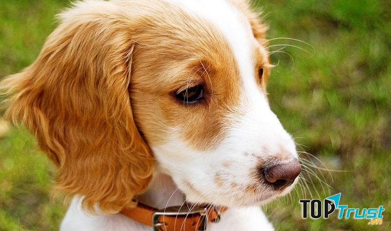 Chú chó trung thành nhất thế giới