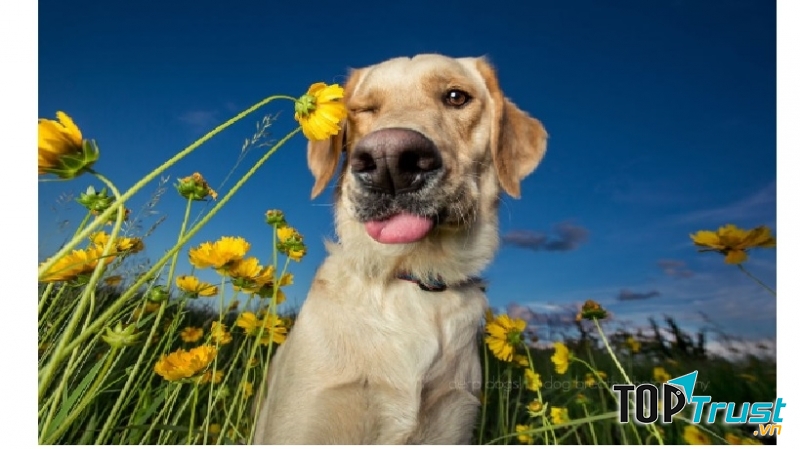 Chú chó xấu xí nhất thế giới khiến người xem không thể yêu thương được