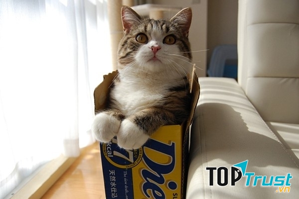 Chú mèo cực HOT trong cộng đồng mạng