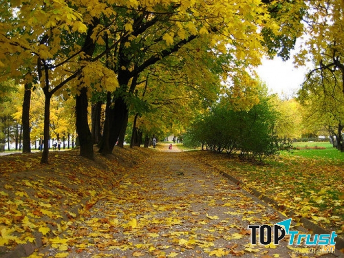 Con đường đẹp nhất Hà Nội khi vào thu