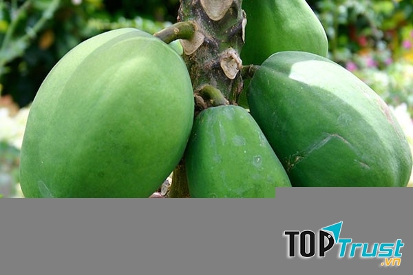 Công dụng bất ngờ của cây đu đủ xanh