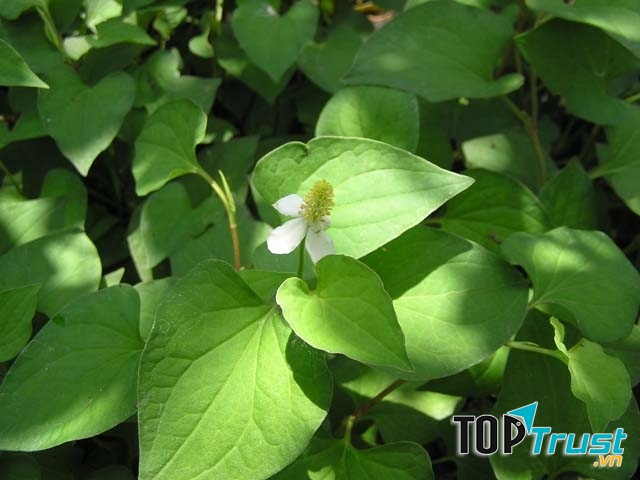 Công dụng của rau diếp cá với sức khỏe bà bầu