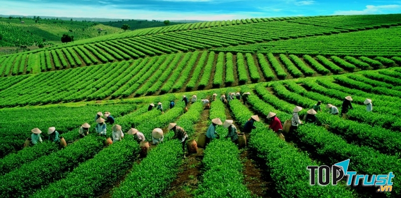 Công dụng của trà xanh tốt cho sức khỏe có thể bạn muốn biết