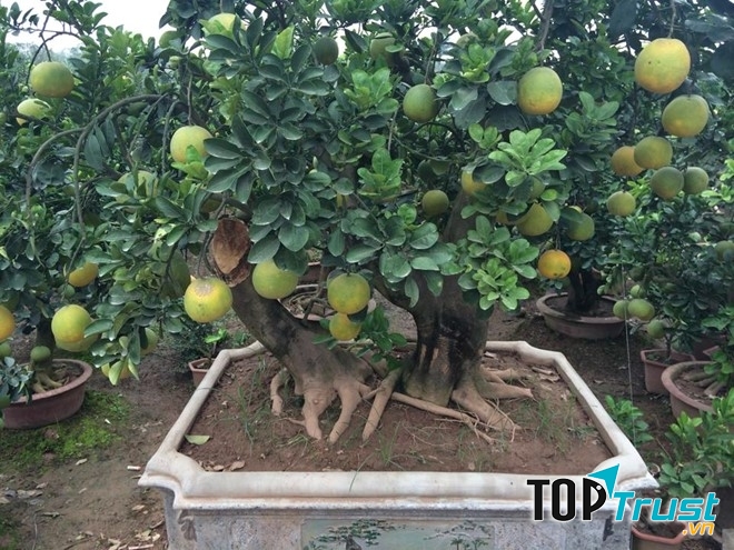 Công dụng hữu ích nhất của cây bưởi