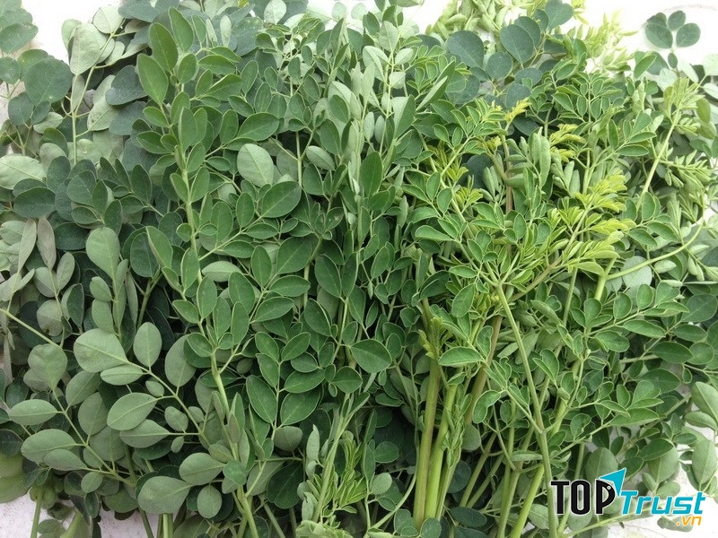 Công dụng thần kỳ của chùm ngây và những lưu ý cần biết