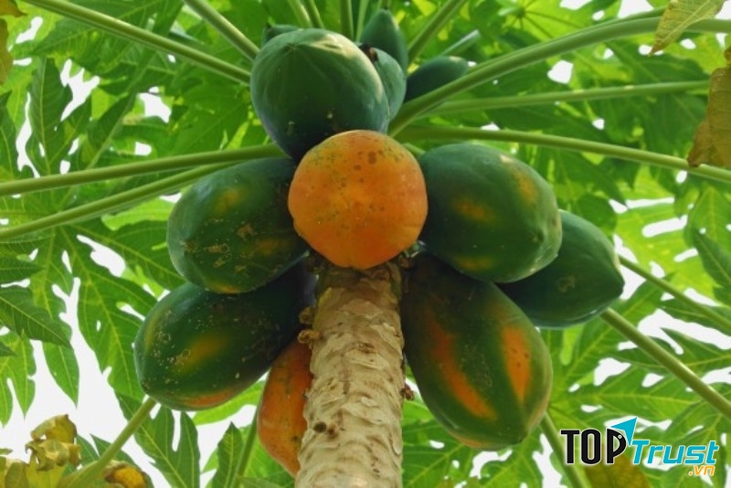 Công dụng tuyệt vời nhất của quả đu đủ