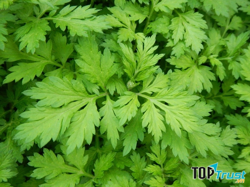 Công thức trắng da từ thiên nhiên hiệu quả nhất