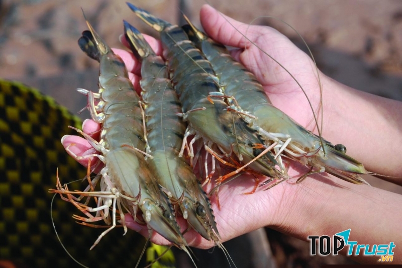 Công ty chế biến xuất khẩu thủy sản lớn nhất Việt Nam