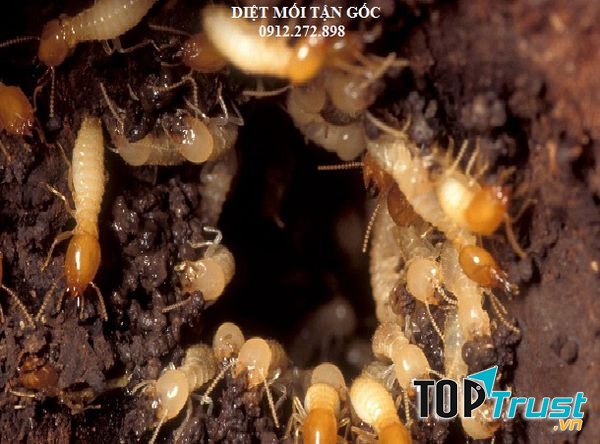Công ty cung cấp Dịch vụ Diệt Côn trùng Uy tín tại Miền Bắc