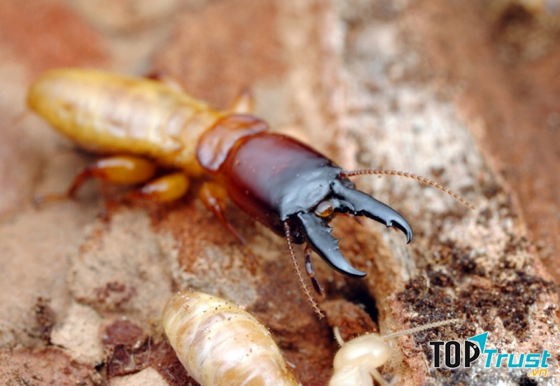 Công ty diệt mối, côn trùng uy tín tại Đồng Nai