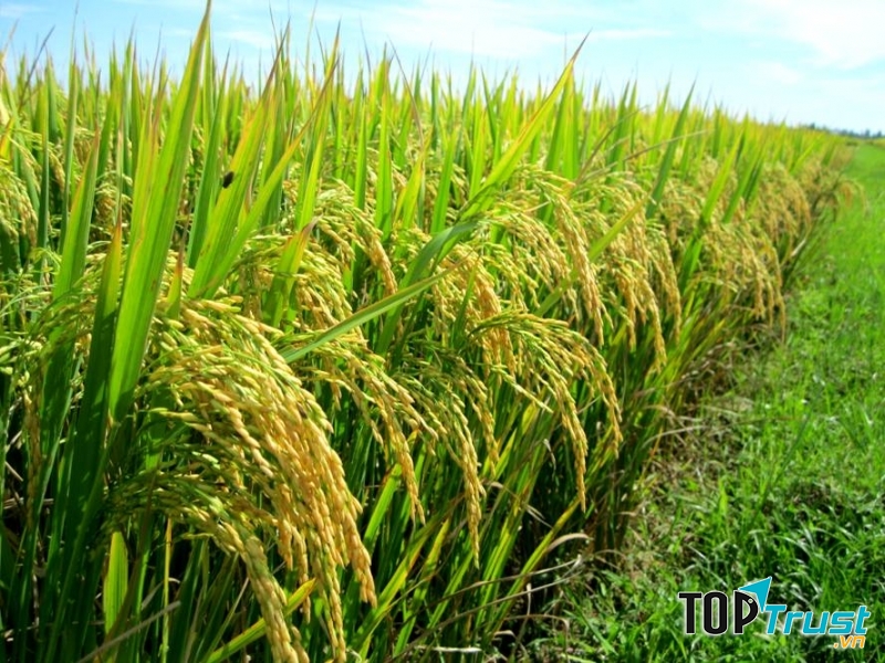 Công ty phân bón đáng tin cậy nhất Việt Nam