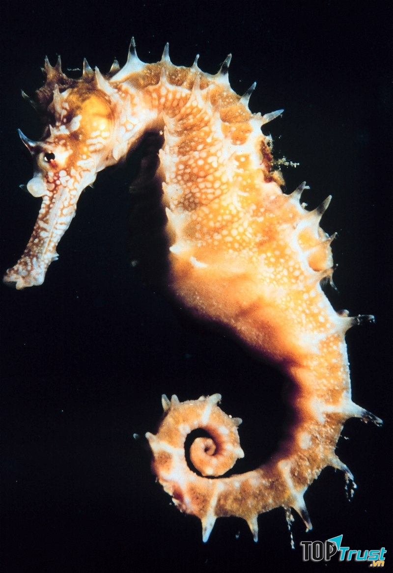 Cửa hàng bán Cá Ngựa chất lượng và uy tín nhất ở TP. HCM