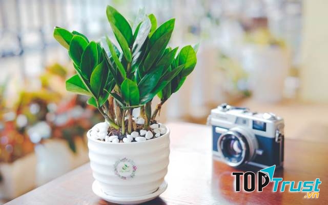 Cửa hàng bán cây cảnh mini, cây cảnh để bàn đẹp nhất Hà nội