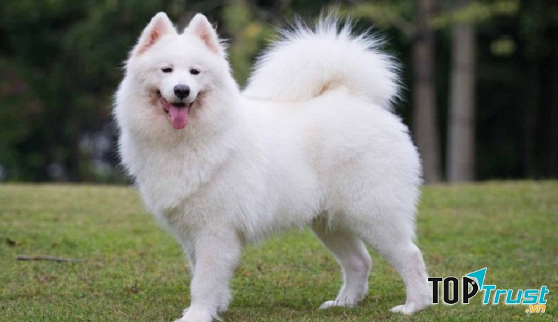 Cửa hàng bán chó cảnh uy tín và chất lượng nhất ở Cần Thơ