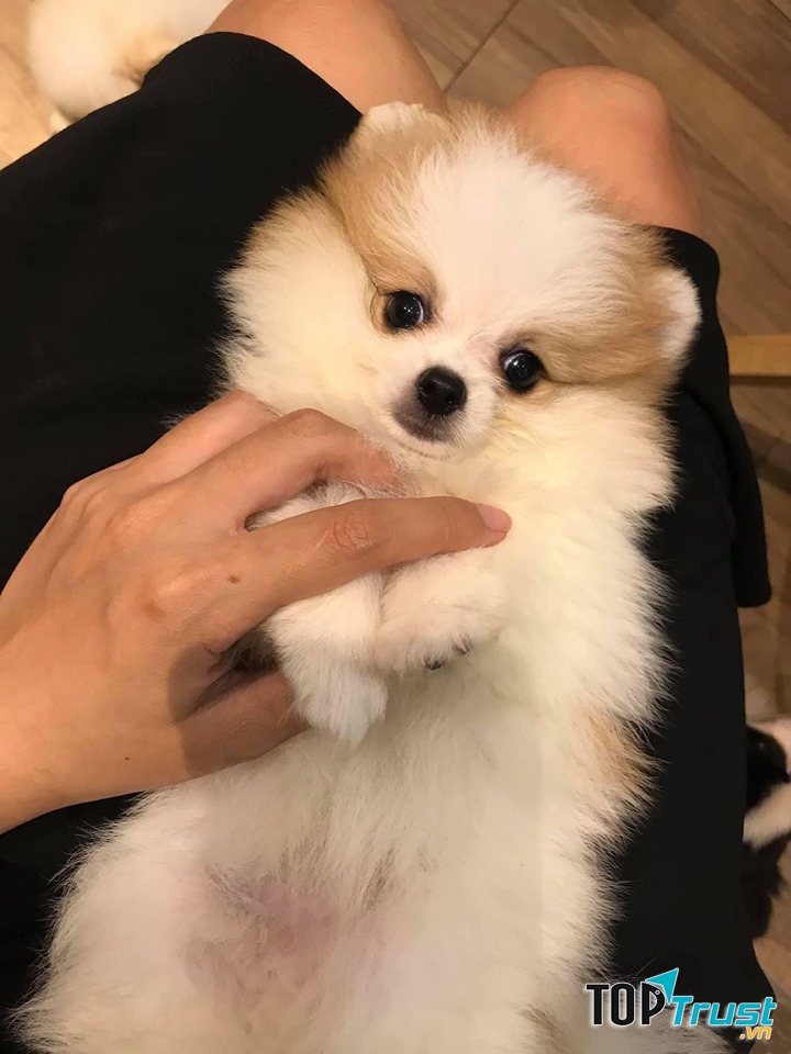 Cửa hàng bán chó cảnh uy tín và chất lượng nhất ở Nam Định