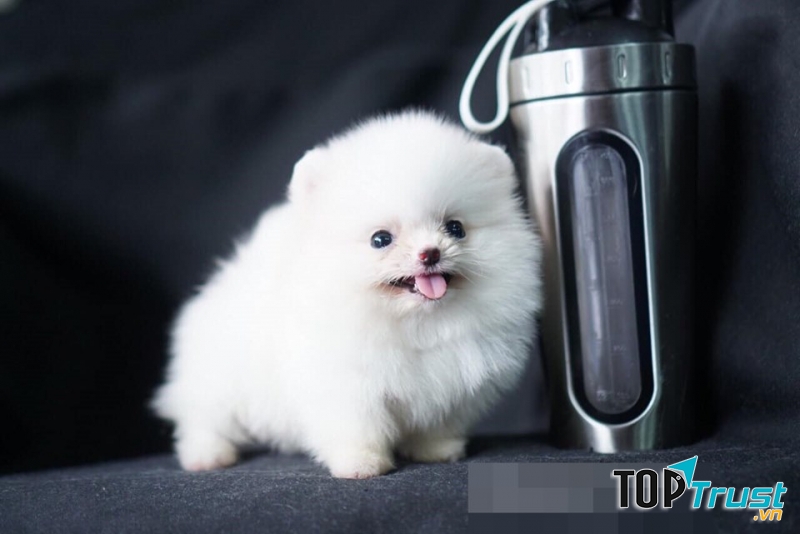 Cửa hàng bán chó poodle uy tín nhất ở Hà Nội và TPHCM