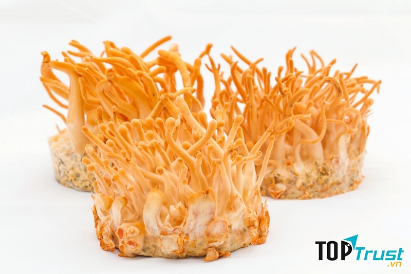 Cửa hàng bán đông trùng hạ thảo uy tín nhất ở Hà Nội