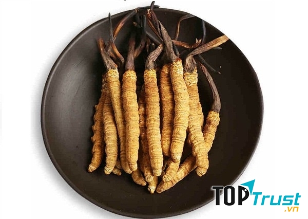 Cửa hàng bán đông trùng hạ thảo uy tín nhất ở TPHCM