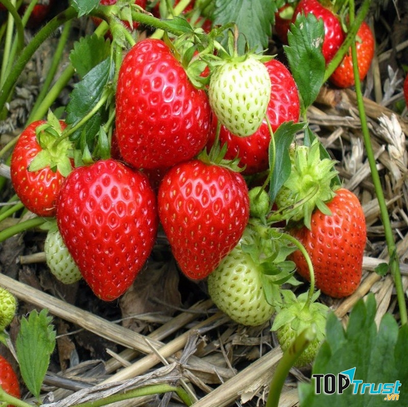 Cửa hàng bán hạt giống uy tín ở Đà Nẵng