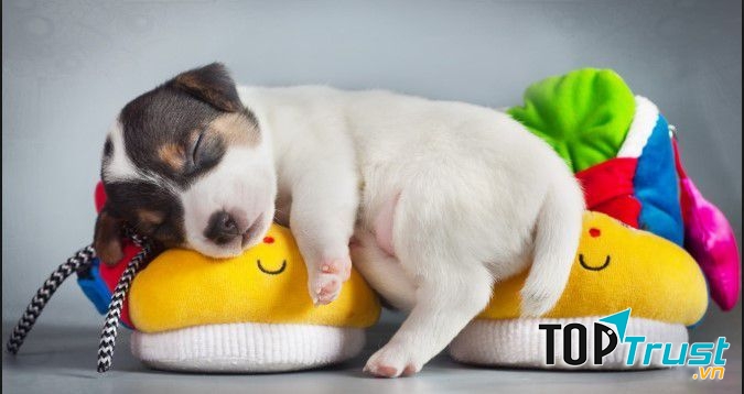 Cửa hàng bán thú cưng uy tín ở Đà Nẵng