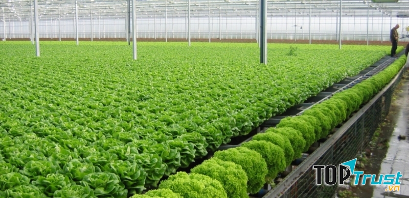 Cửa hàng rau sạch uy tín nhất tại Hà Nội